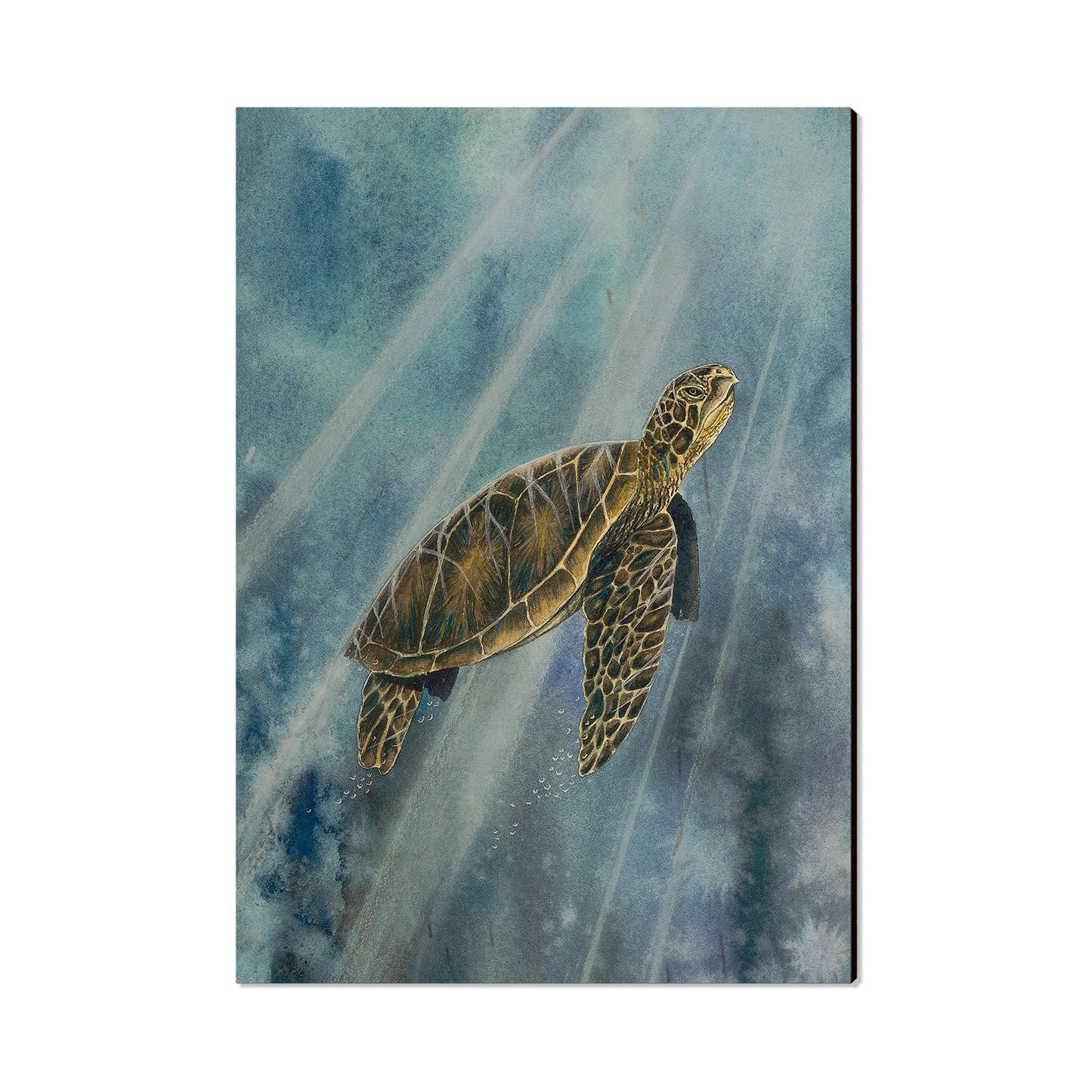 Bartholet's Sea Turtle  - Classic Edge