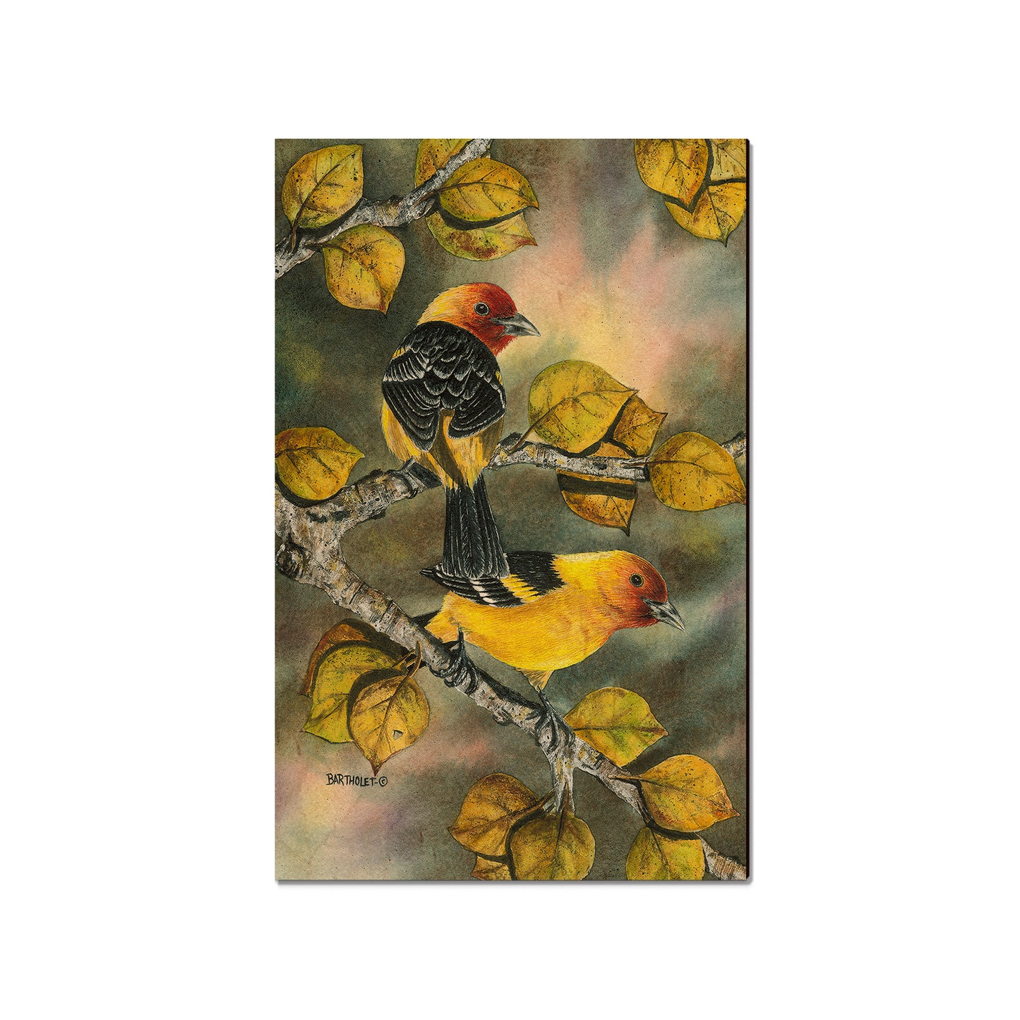 Bartholet's Western Tanagers  - Classic Edge