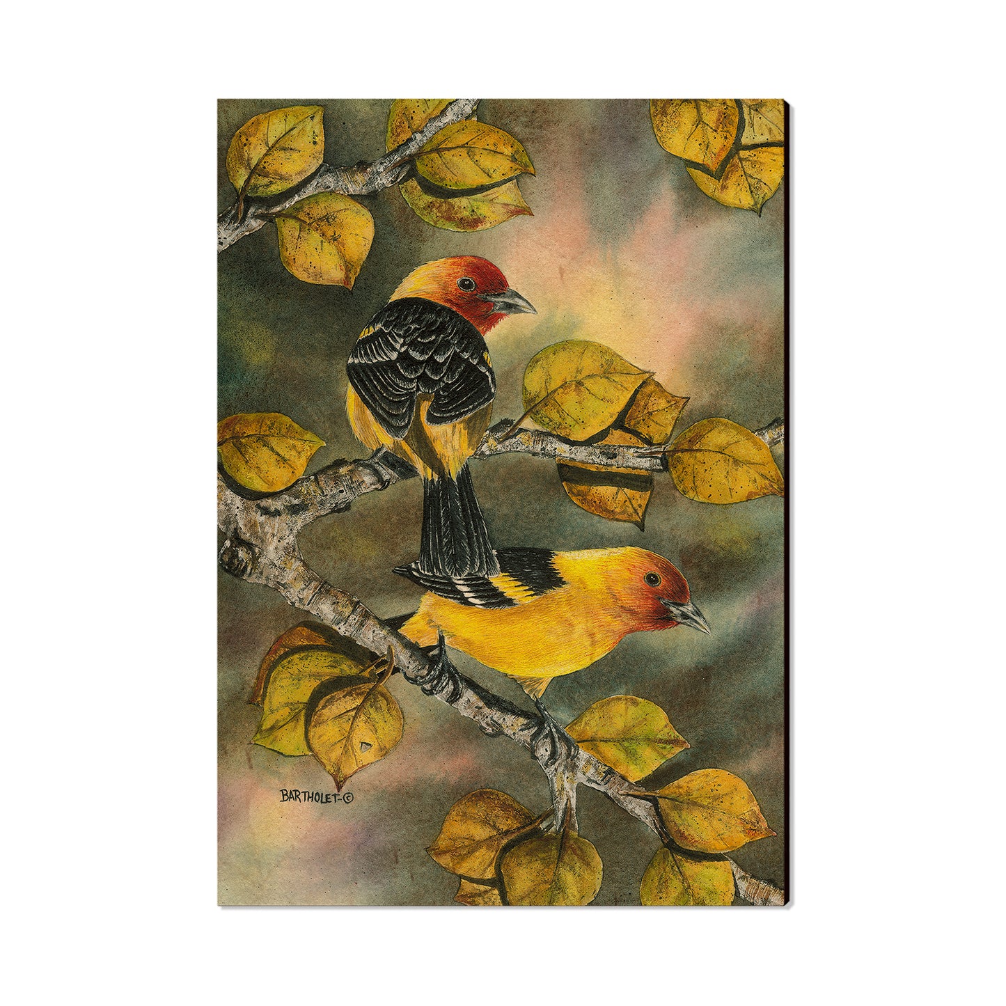 Bartholet's Western Tanagers  - Classic Edge