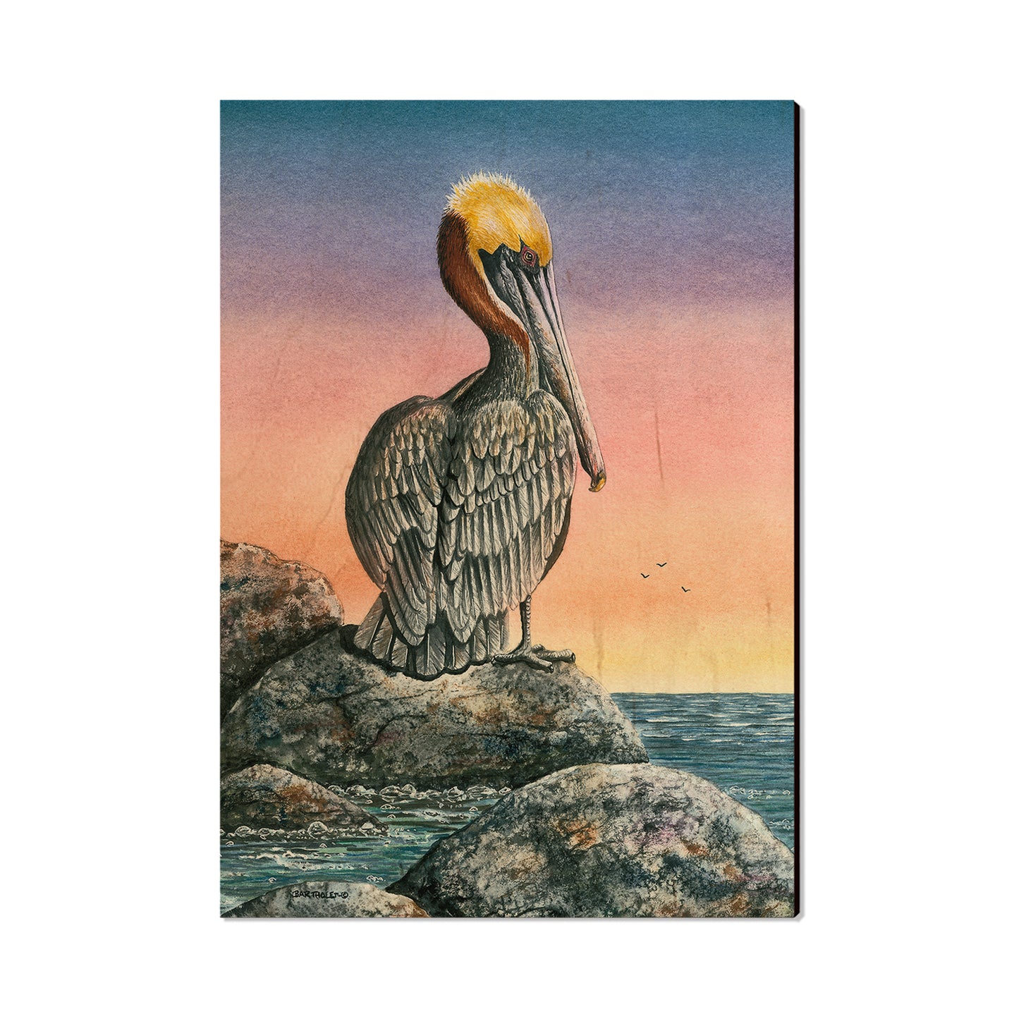 Bartholet's The Cove  - Classic Edge