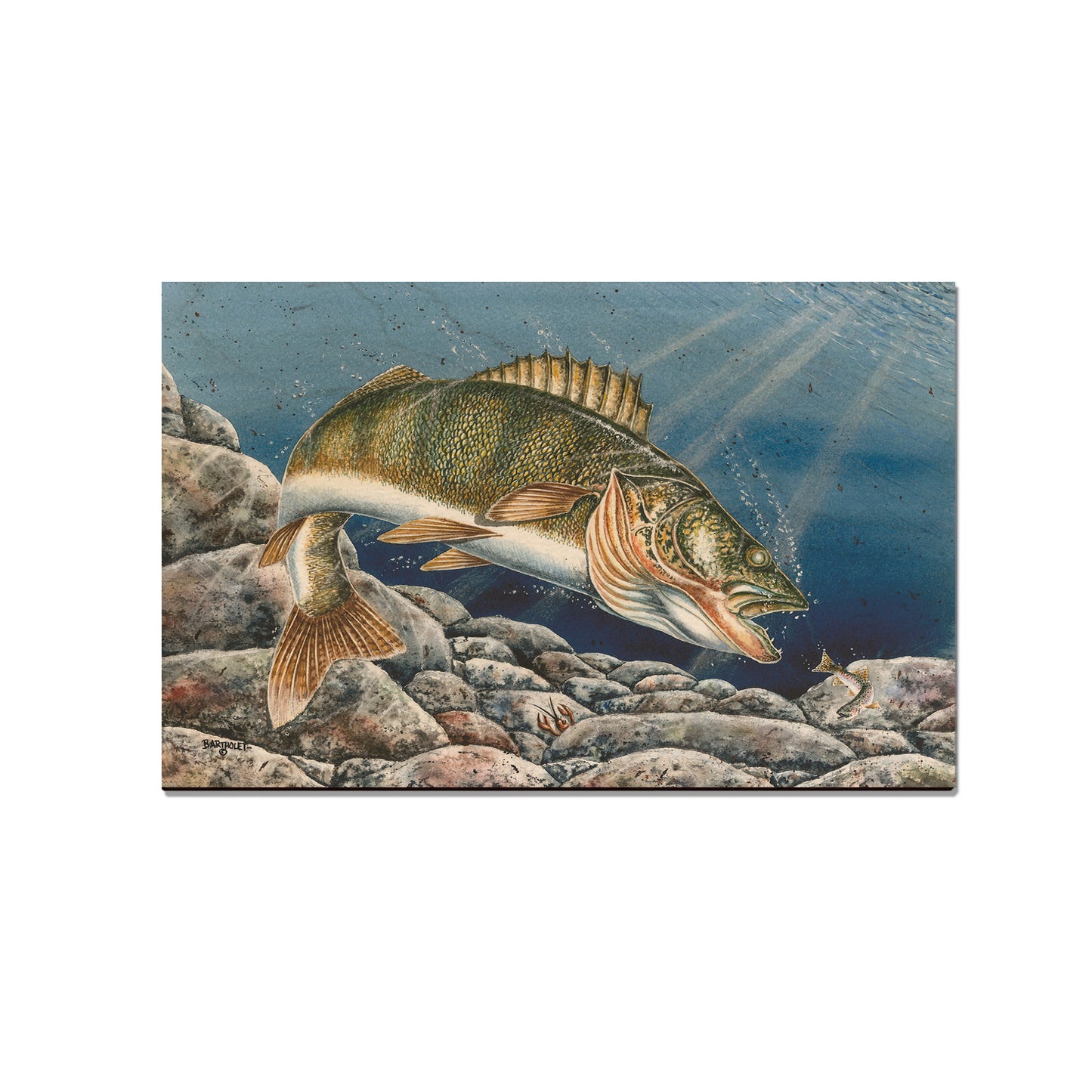 Bartholet's Walleye  - Classic Edge