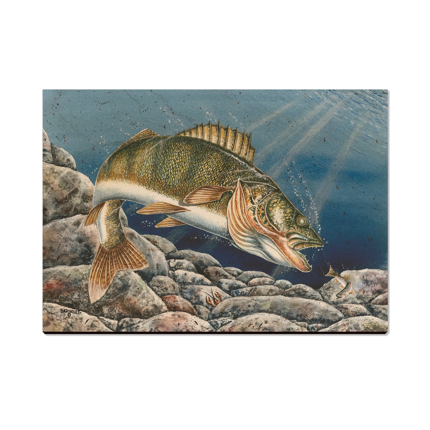 Bartholet's Walleye  - Classic Edge