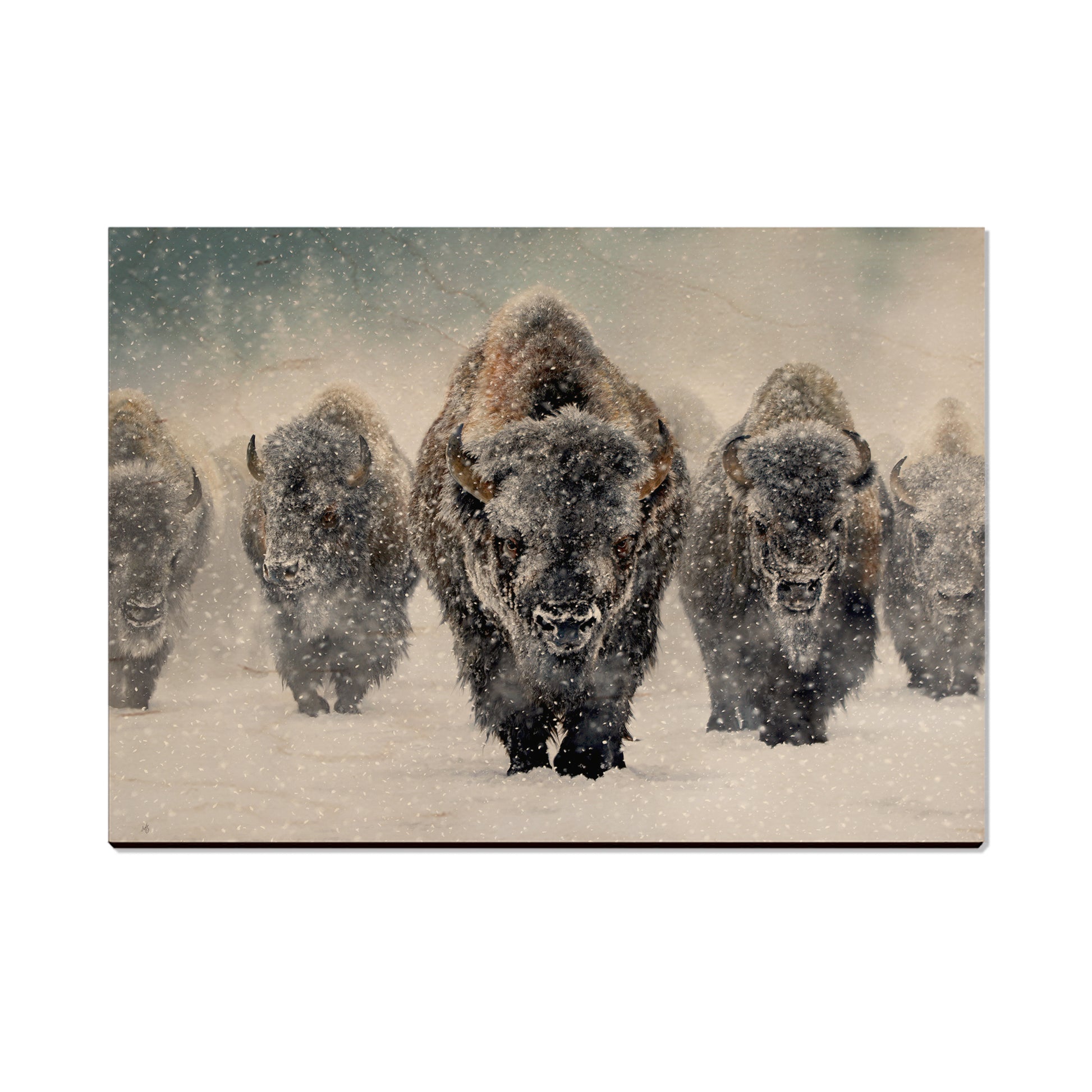 Kelso's The Indomitable - Small Art & Gift Postcard (5pk // $2.40ea)