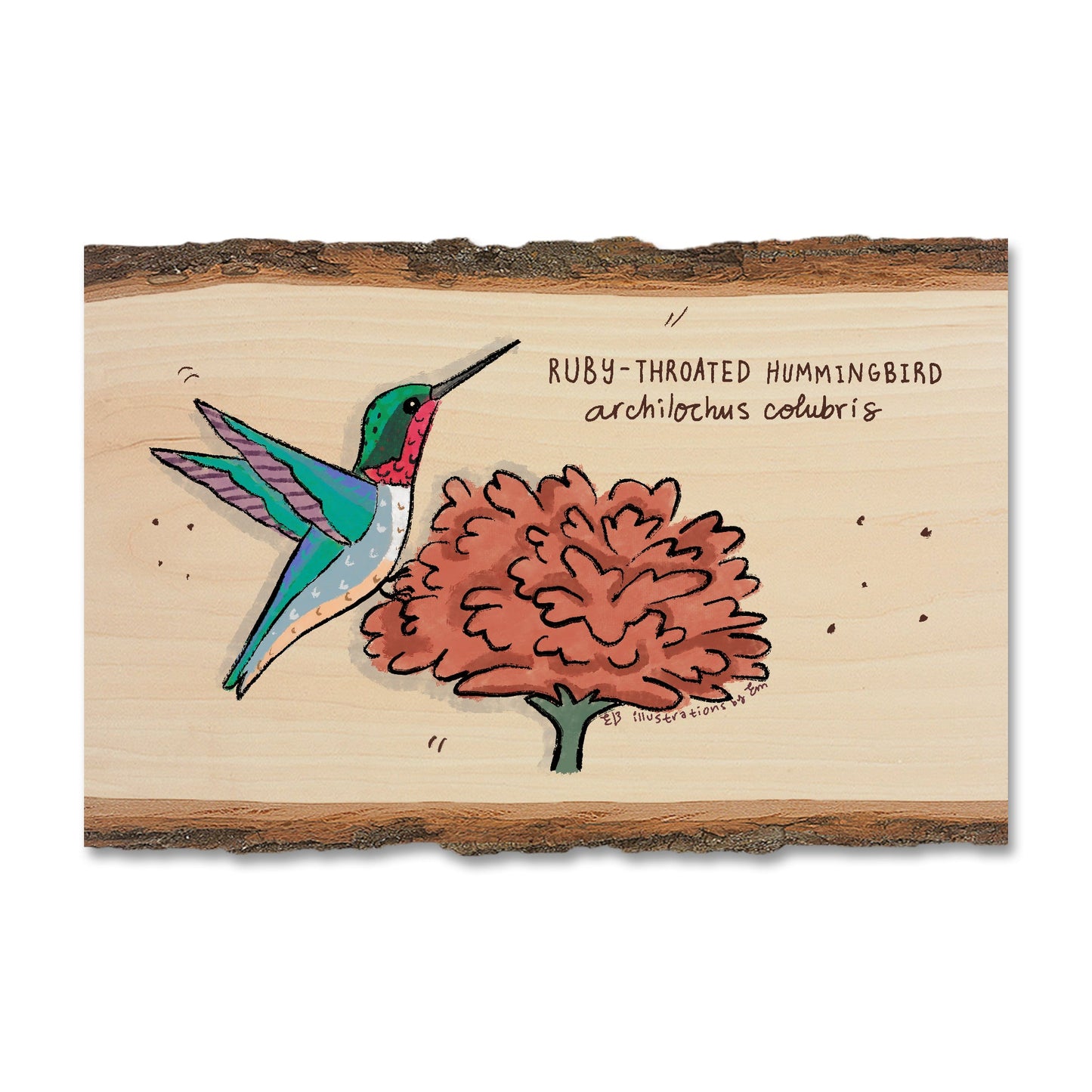 Ruby-Throated Hummingbird - Live Edge