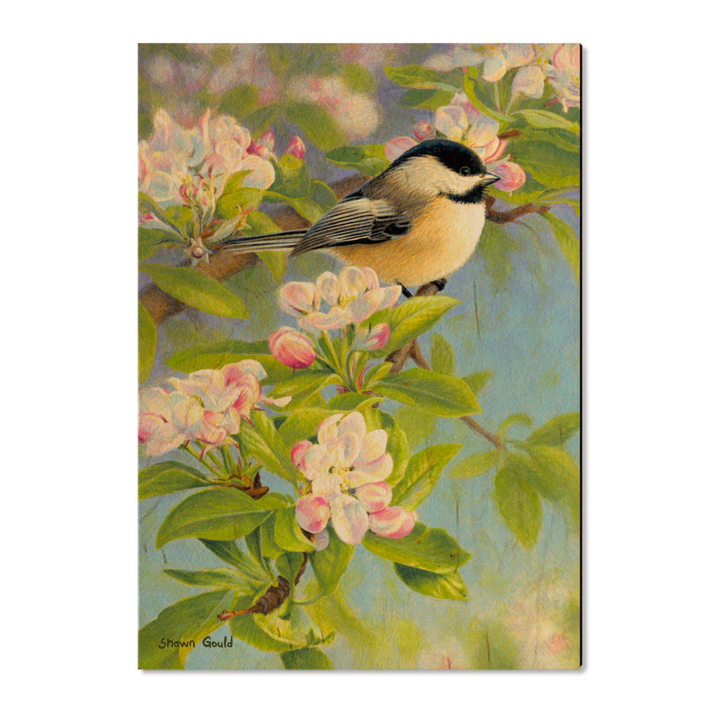 Gould's Chickadee Blossoms - Small Art & Gift Postcard (5pk // $2.80ea)