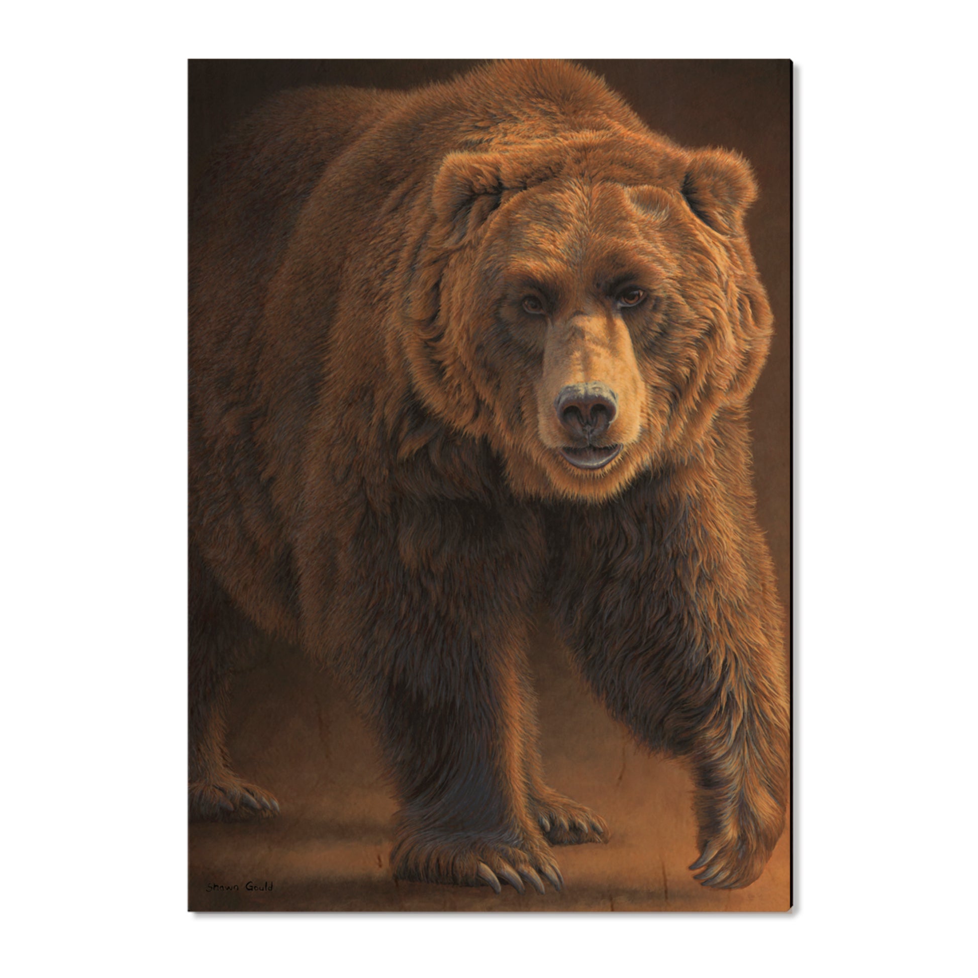 Gould's Close Encounters - Small Art & Gift Postcard (5pk // $2.80ea)