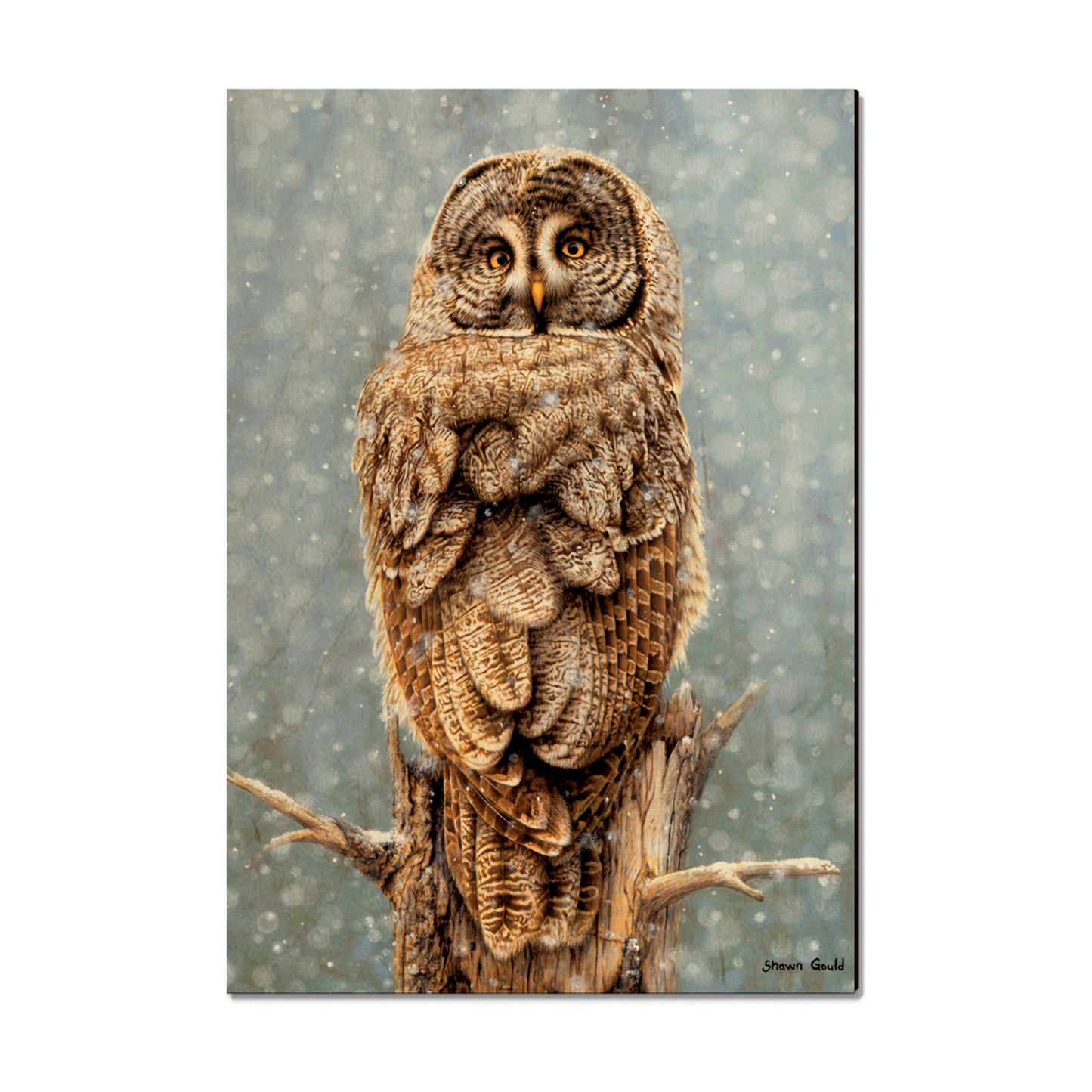 Gould's Great Gray - Small Art & Gift Magnet (5pk // $2.80ea)
