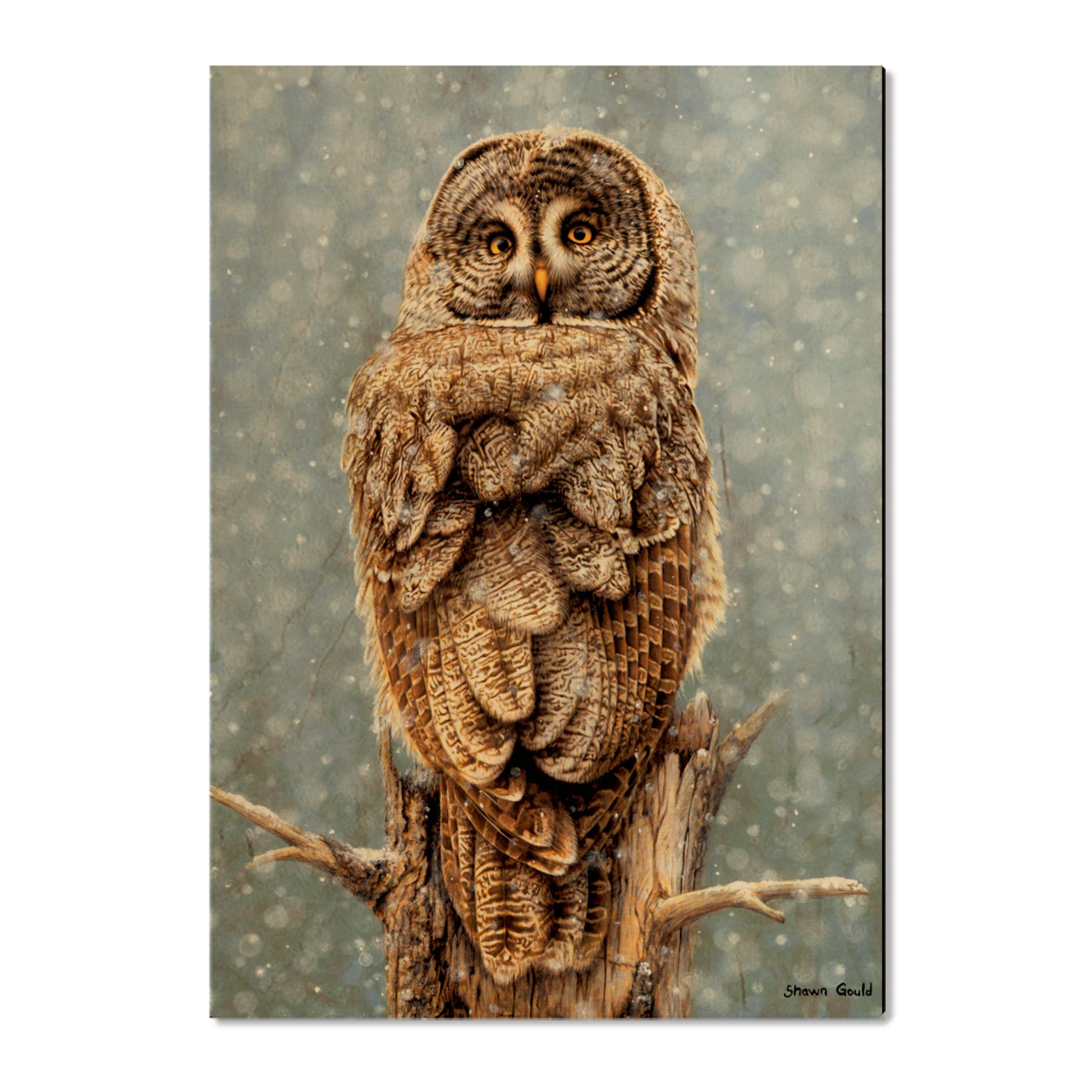 Gould's Great Gray - Small Art & Gift Postcard (5pk // $2.80ea)