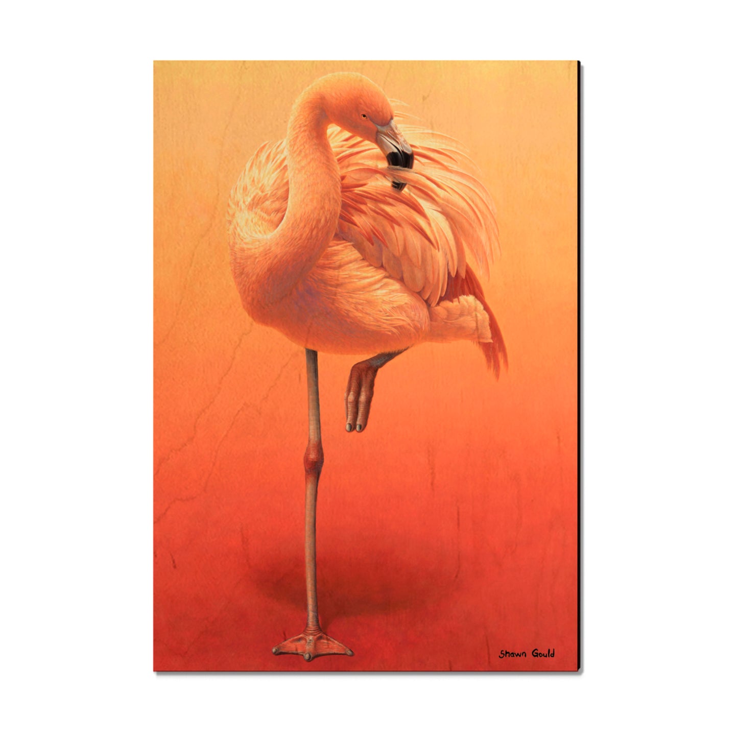 Gould's Hot Pink - Small Art & Gift Magnet (5pk // $2.80ea)