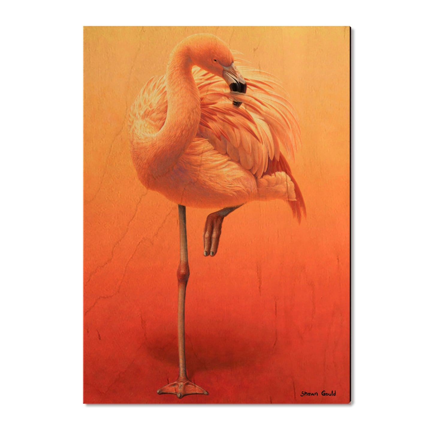 Gould's Hot Pink - Small Art & Gift Postcard (5pk // $2.80ea)