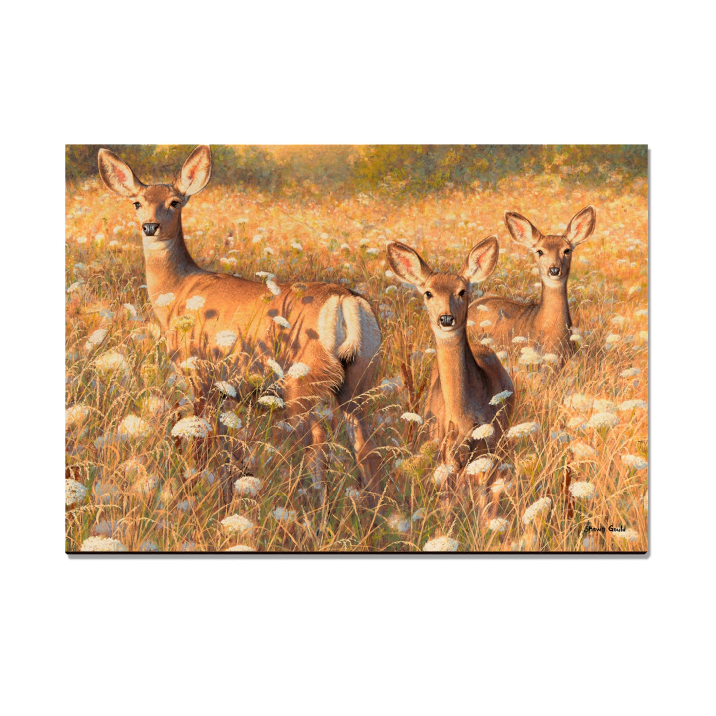 Gould's Light and Lace - Small Art & Gift Magnet (5pk // $2.80ea)