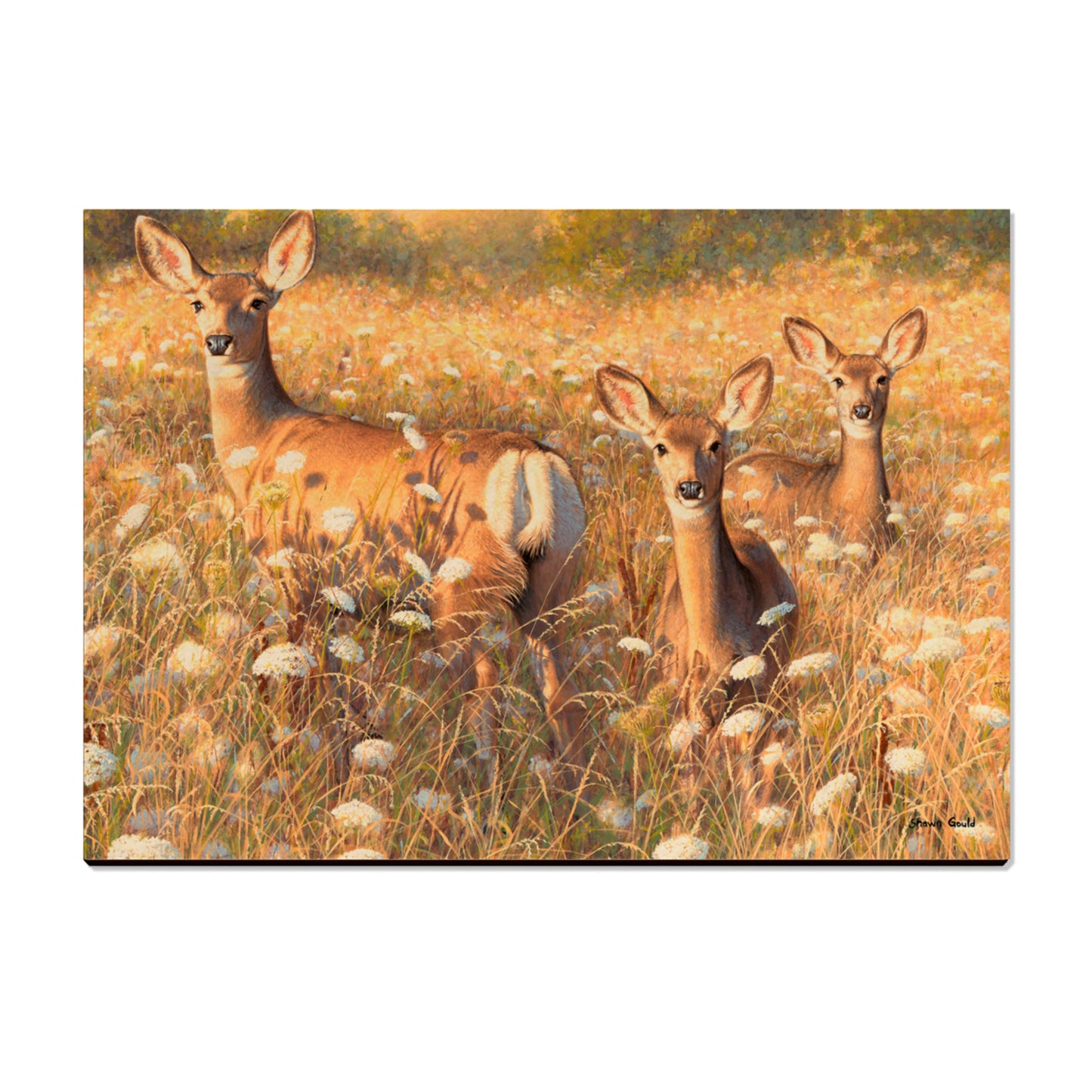 Gould's Light and Lace - Small Art & Gift Postcard (5pk // $2.80ea)
