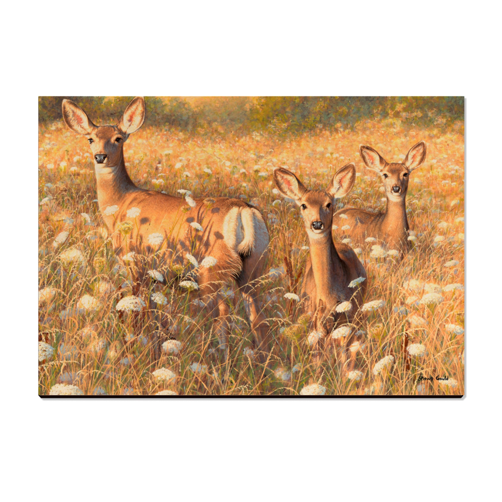 Gould's Light and Lace - Small Art & Gift Postcard (5pk // $2.80ea)