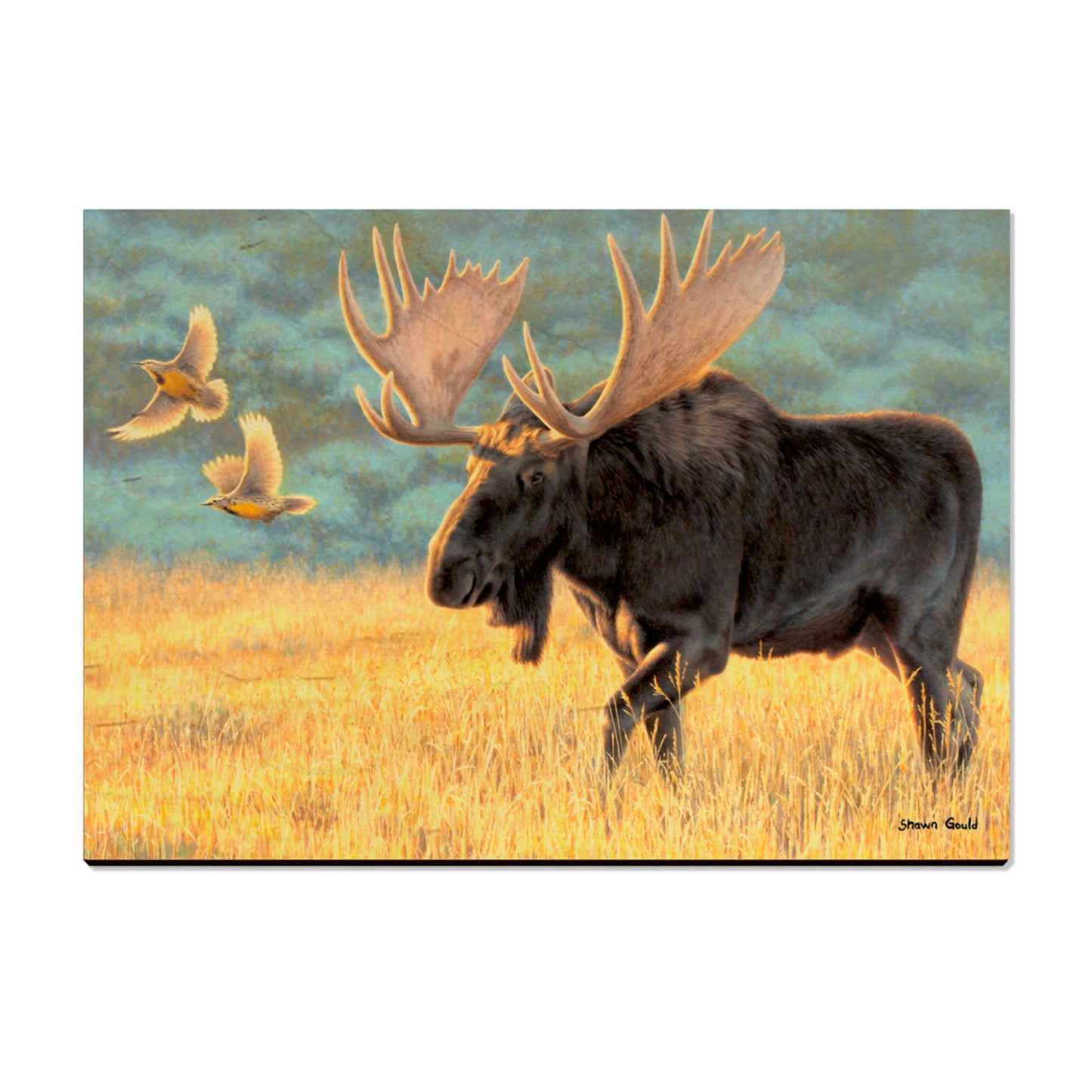 Gould's Meadow Bull - Small Art & Decor Postcard (5pk // $2.80ea)