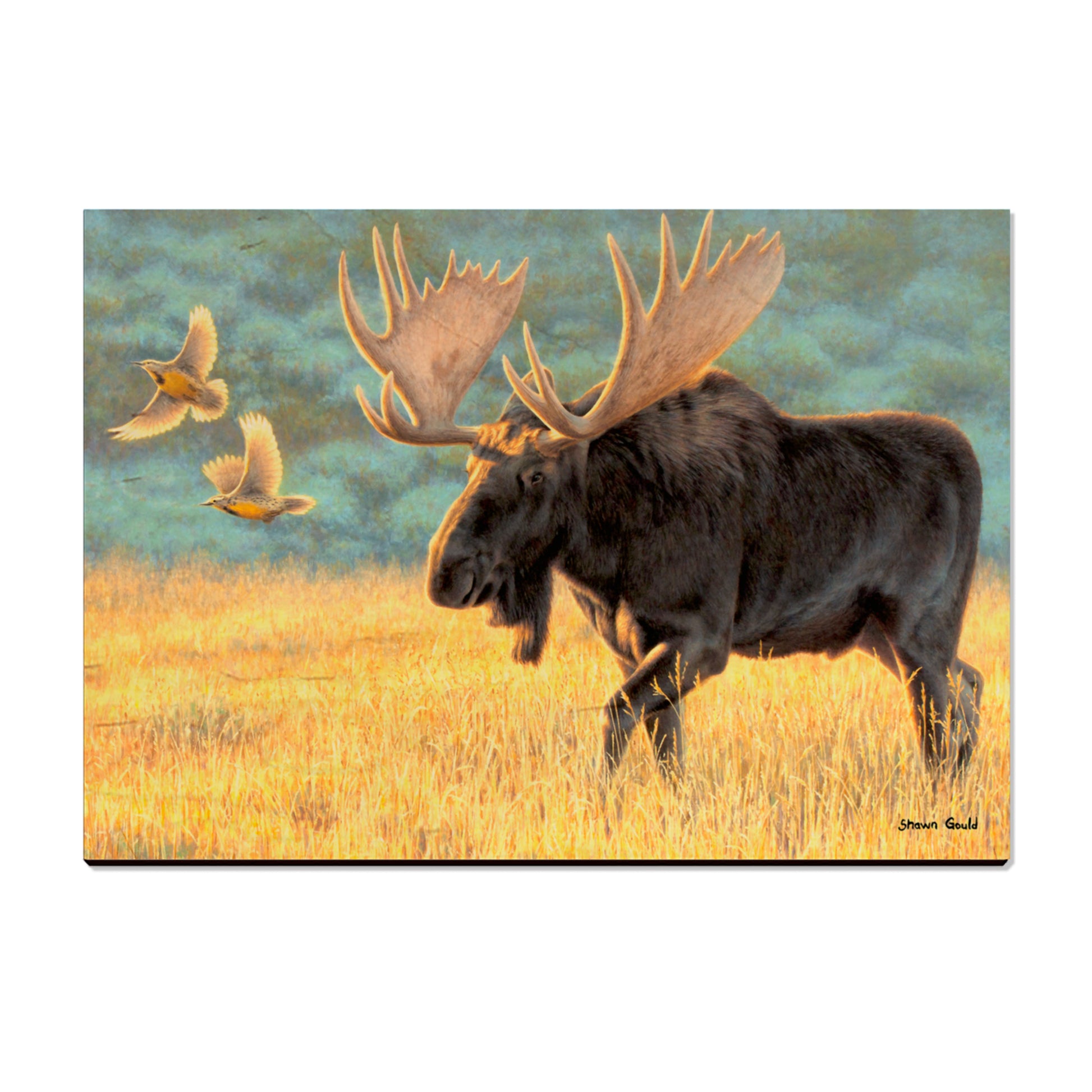 Gould's Meadow Bull - Small Art & Decor Postcard (5pk // $2.80ea)