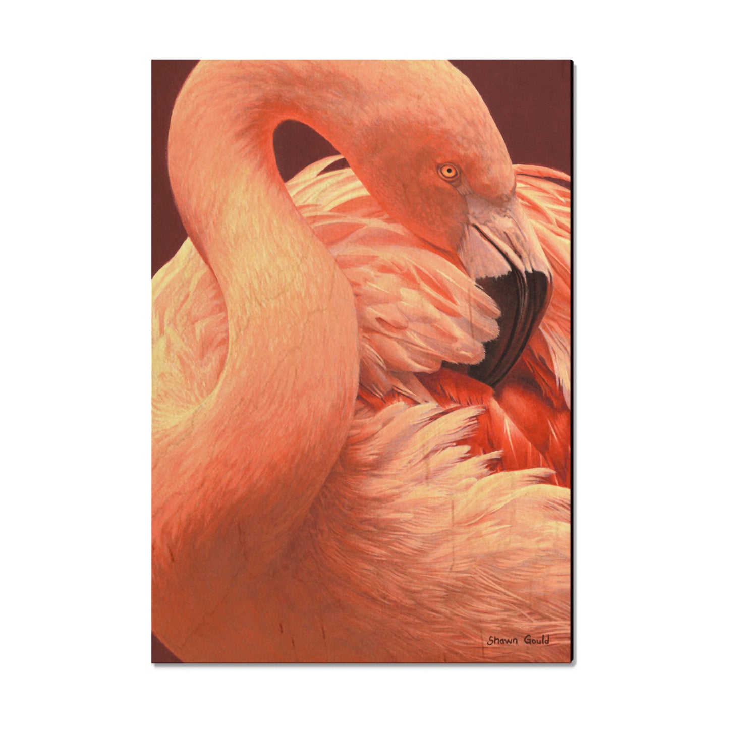 Gould's Preeing Flamingo - Small Art & Gift Magnet (5pk // $2.80ea)