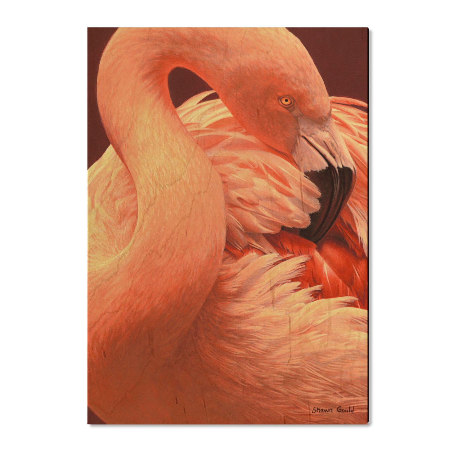 Gould's Preeing Flamingo - Small Art & Gift Postcard (5pk // $2.80ea)