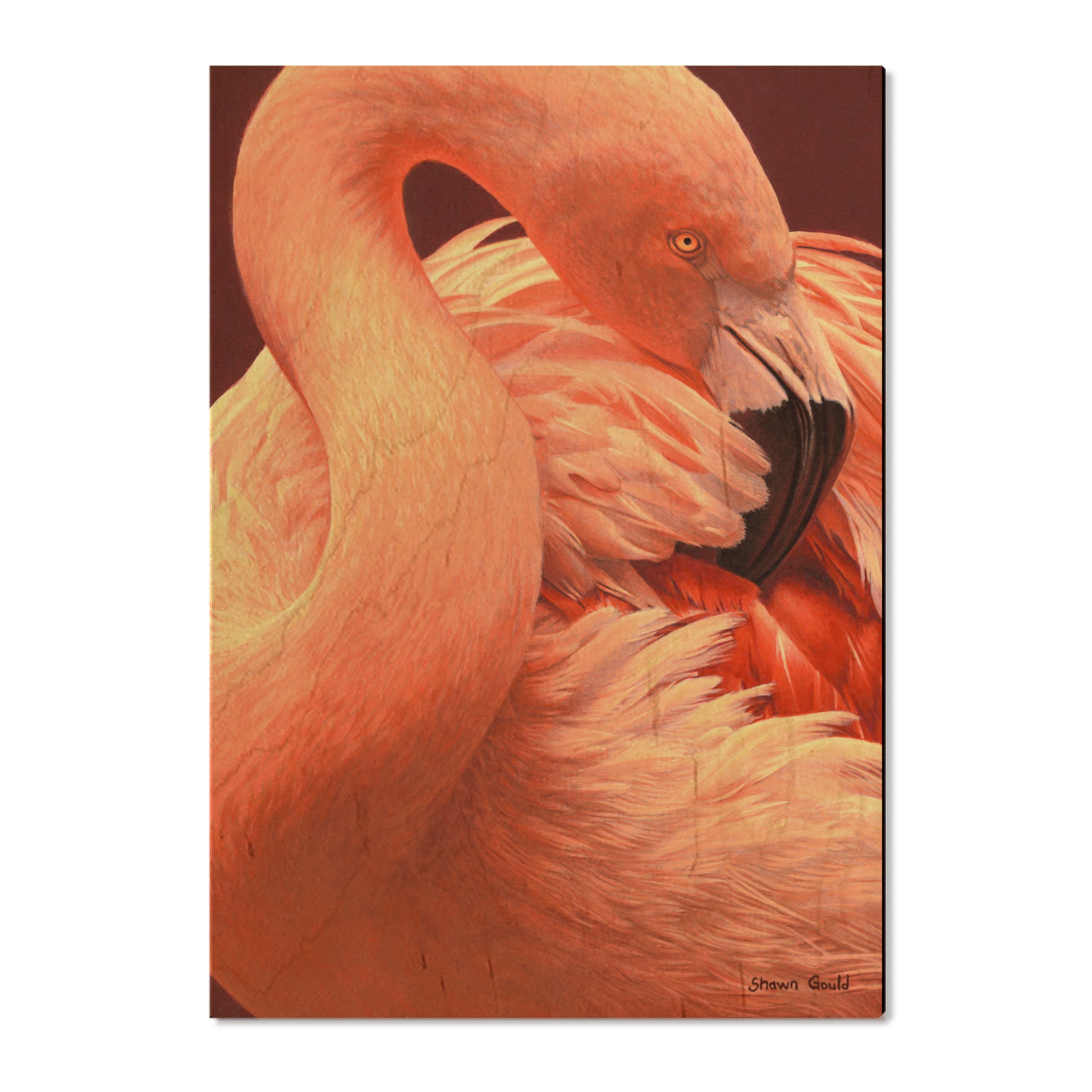 Gould's Preeing Flamingo - Small Art & Gift Postcard (5pk // $2.80ea)