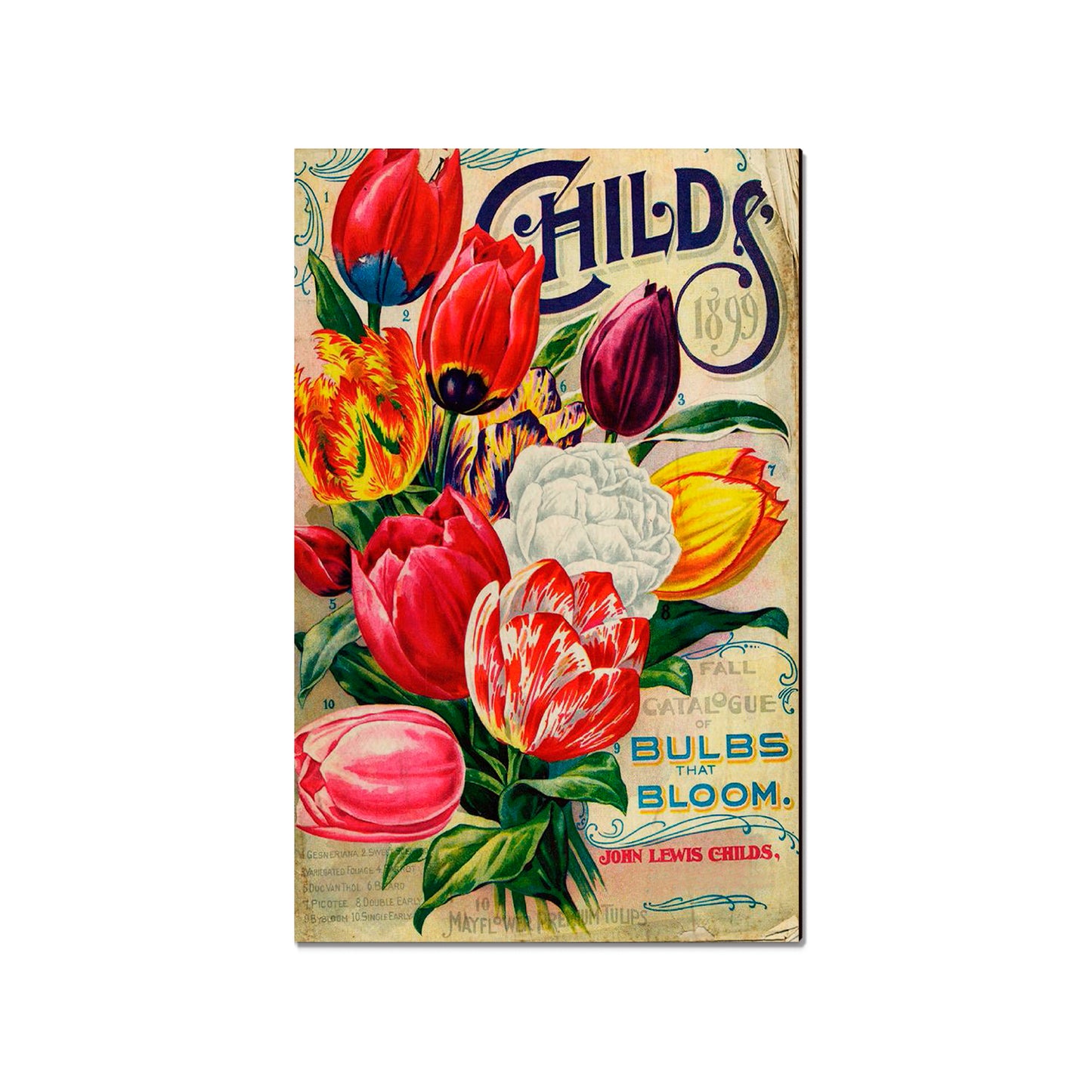 Child's Bulbs - Classic Edge