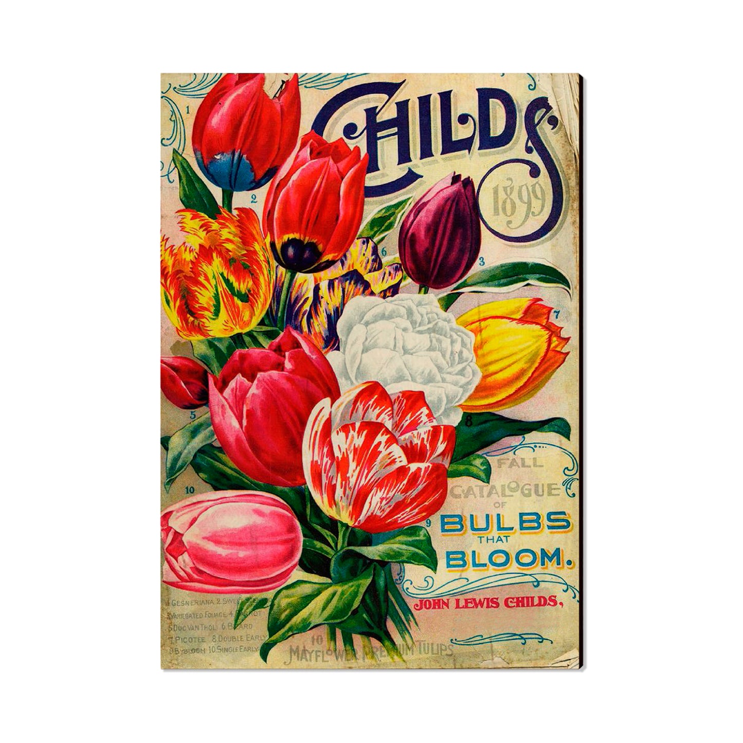 Child's Bulbs - Classic Edge