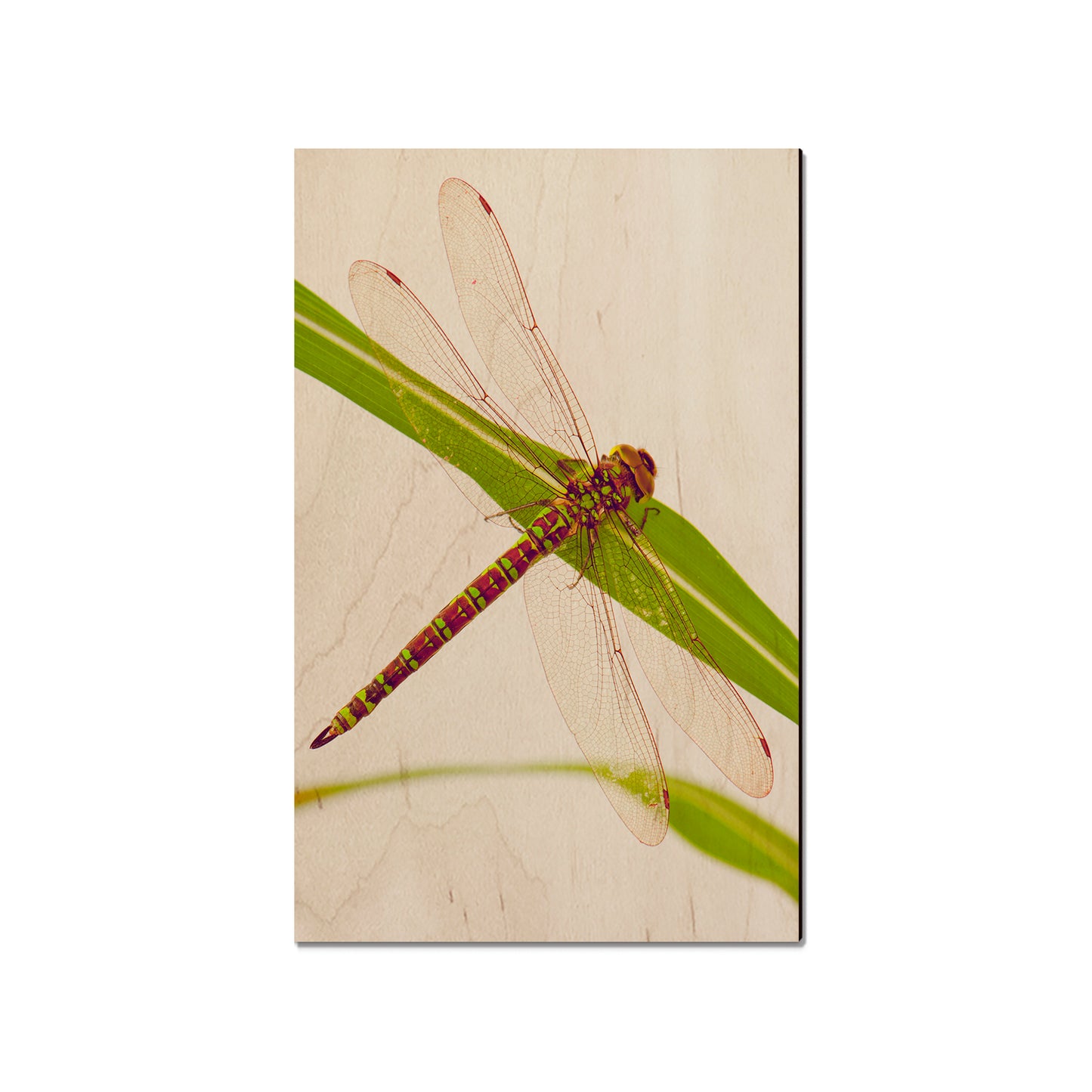 Dragonfly - Classic Edge
