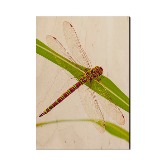 Dragonfly - Classic Edge