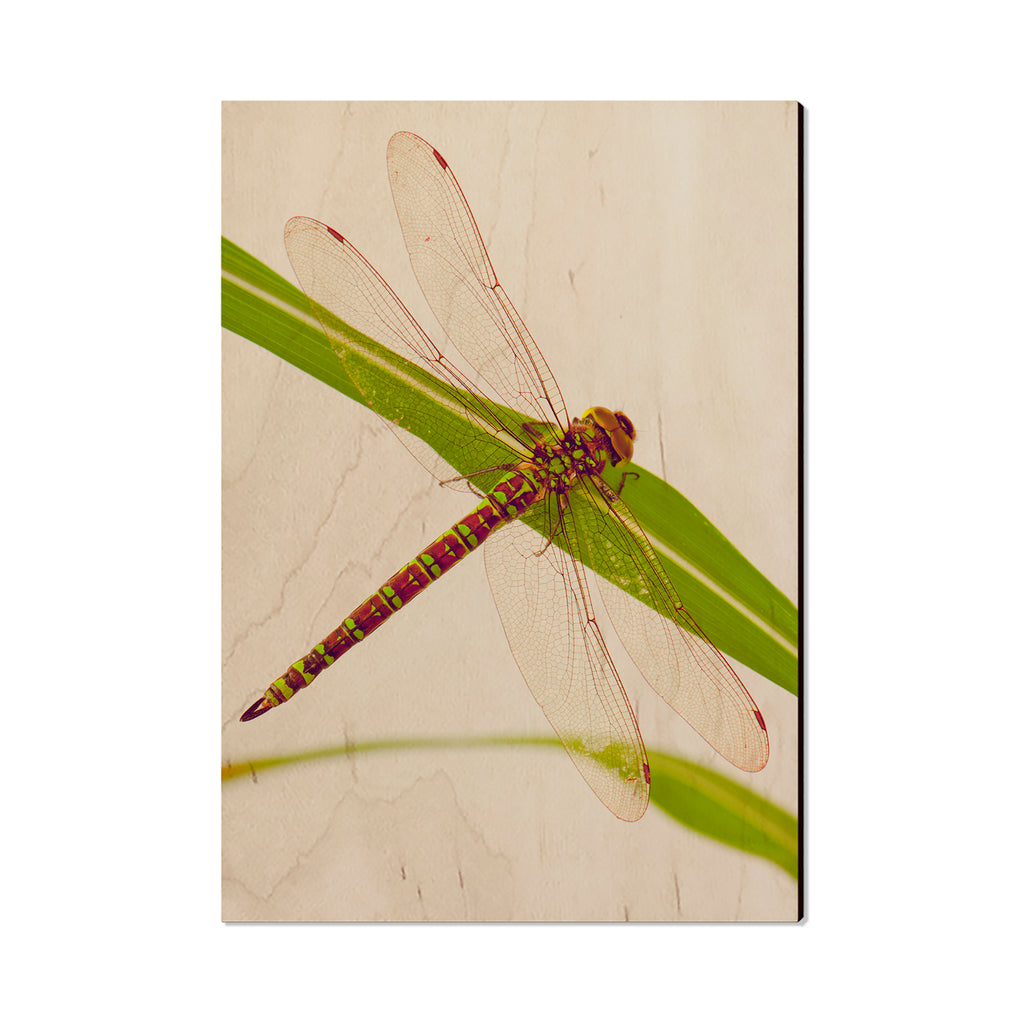 Dragonfly - Classic Edge