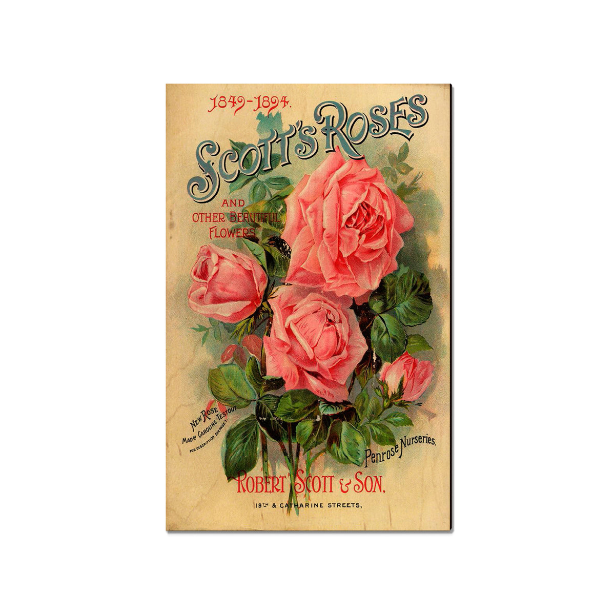 Scott's Roses - Classic Edge