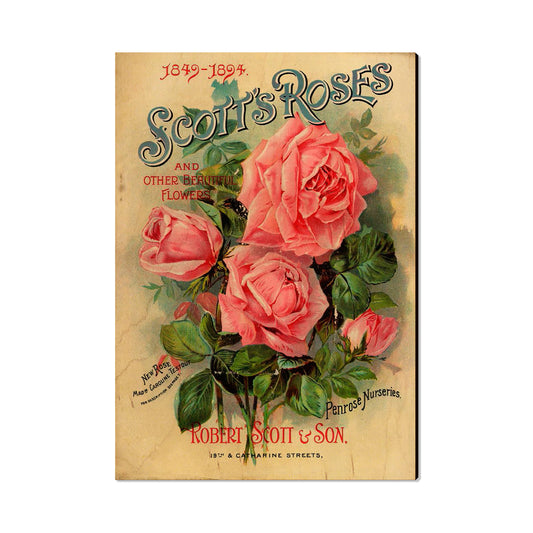 Scott's Roses - Classic Edge